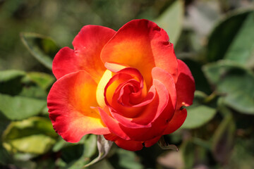 Macro photo of a vibrant fiery red rose
