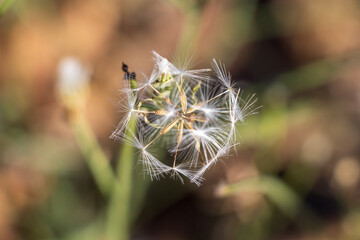 Photo of a withering dandelion