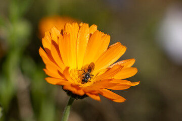 Macro photo of a bee on orange flower