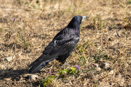 Close up photo of a black crow