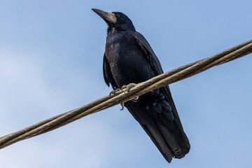 Close-up photo of a black crow sitting on a powerline
