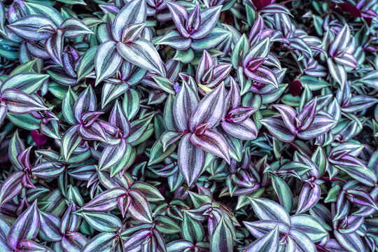 Wandering Jew" Images  Browse 1,262 Stock Photos, Vectors, and Video |  Adobe Stock