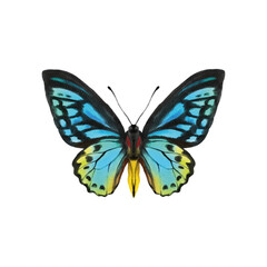 Watercolor colorful butterflies, isolated on white background. blue, yellow, pink and red butterfly 