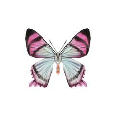 Watercolor colorful butterflies, isolated on white background. blue, yellow, pink and red butterfly 