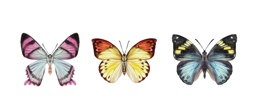 Watercolor colorful butterflies, isolated on white background. blue, yellow, pink and red butterfly 