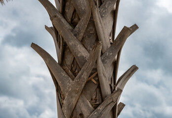 close up palm tree bark