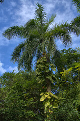 Obraz premium St. George Village Botanical Garden