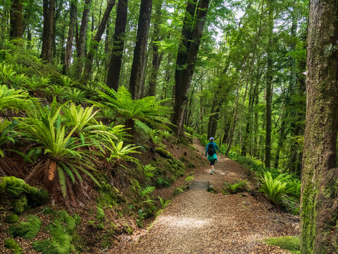 Rear view of hiker on footpath in forest in Fiordland National Park