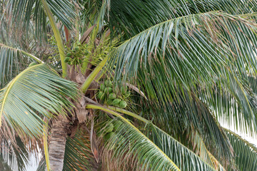 palm tree leaves and coconuts