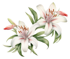 PNG  Lily border watercolor flower plant white. - obrazy, fototapety, plakaty