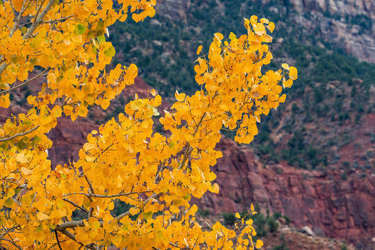 Tree branches with yellow fall leaves