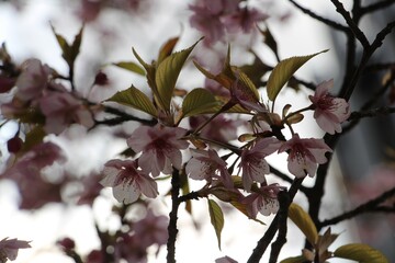 Rose plum blossoms with first leaves in March in Japan