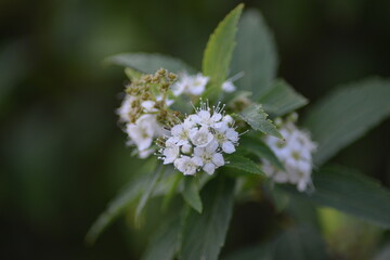 Blühende Blumen