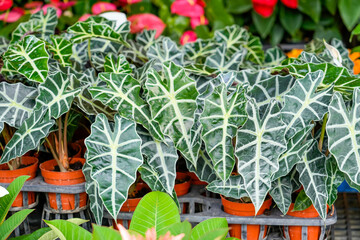 Alocasia Polly or Alocasia Amazonica and African Mask Plant on a garden market counter