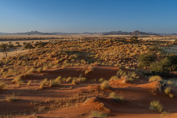 huge sand dunes in the Namib Desert with trees in the foreground of Namibia