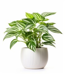 A potted plant bursting with vibrant green leaves, standing tall and proud