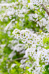 ユキヤナギの白い花