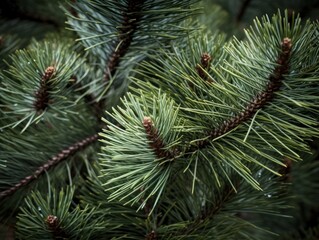 Obraz premium pine tree branches close up 