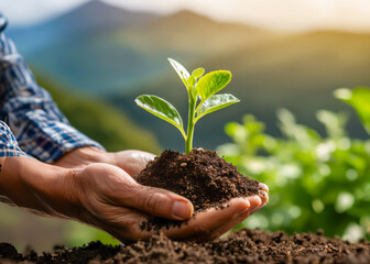 Hand holding small green plant in soil,  