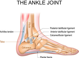 The ankle joint anatomy
