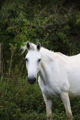 Obraz premium white horse with thorns in its mane, in May nature, facing the viewer