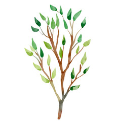 Vector watercolor tree. Hand drawn illustration. Watercolor woodland. Watercolor nature element