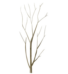 Obraz premium Watercolor tree branch. Hand drawn tree. Watercolor woodland. Watercolor nature element