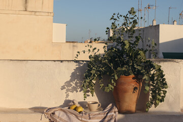 Bouquet of eucalyptus tree branches. Vintage clay pot, vase. Cup of coffee. Beige old wall in sunset light. Fresh yellow lemons fruit. Summer background with light, shadows. Mediterranean design.
