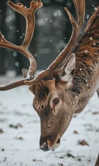 A majestic deer stands gracefully in the snow, its fur blending seamlessly with the wintry landscape