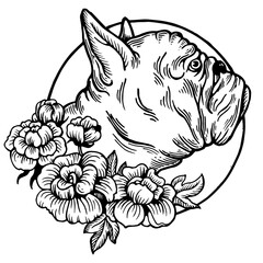 Bulldog animal engraving PNG illustration. Scratch board style imitation. Black and white hand drawn image.