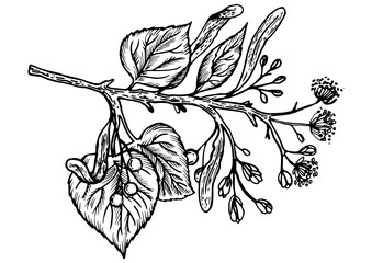 Linden branch engraving PNG illustration. Scratch board style imitation. Hand drawn image.