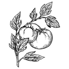 Tomato plant branch engraving PNG illustration. Scratch board style imitation. Hand drawn image. © Oleksandr Pokusai