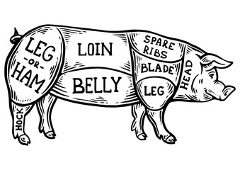 Meat diagram pig engraving PNG illustration. Scratch board style imitation. Black and white hand drawn image.
