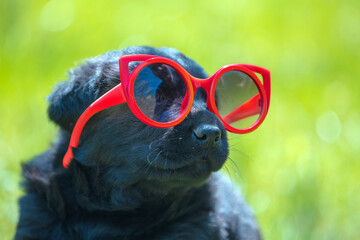 Funny Labrador puppy looks through big red sunglasses