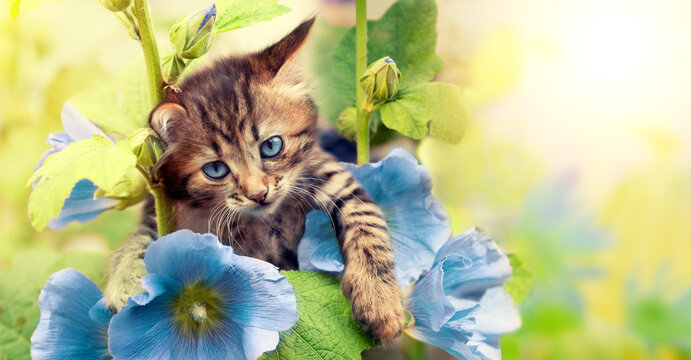 Portrait of a funny little kitten in the garden with mallow flowers - Powered by Adobe