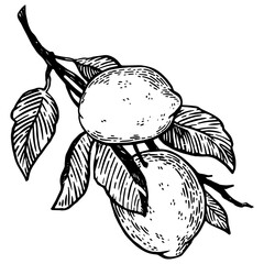 lemon citrus fruit engraving PNG illustration. Scratch board style imitation. Black and white hand drawn image.