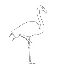 Flamingo Outline | Flamingo Coloring Page | Flamingo Drawing