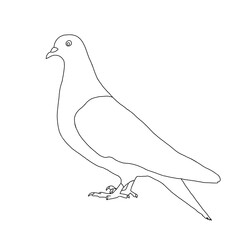 Pigeon Outline | Pigeon Line Art | Pigeon Illustration