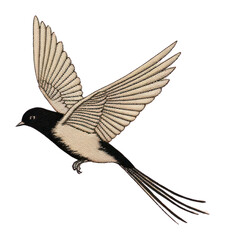 Obraz premium PNG Flying bird animal wildlife