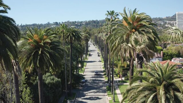Aerial shot of palm trees, car traffic in Beverly Hills California residential