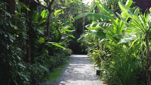 Balinese tropical resort pathway surrounded by lush green plants. Point of view handheld and slow motion footage.