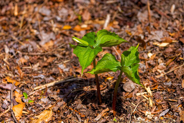 Trillium with flower bud. North American flower White Trillium flower (Trillium grandiflorum), also know as wake - robin, symbol of Ontario, Canada  and  state wild flower of Ohio 