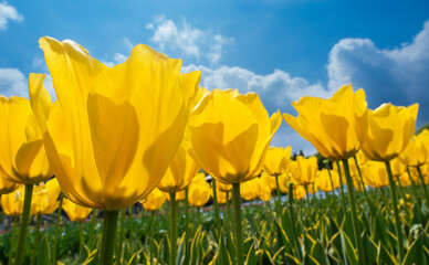 黄色いチューリップと青い空