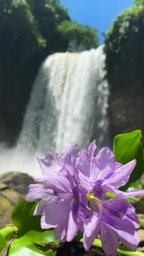 Hikong Alo Falls with white fresh water and hyacinth flower. Lake Sebu, Philippines. Vertical view.