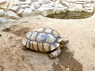 Tortoise turtle on the ground