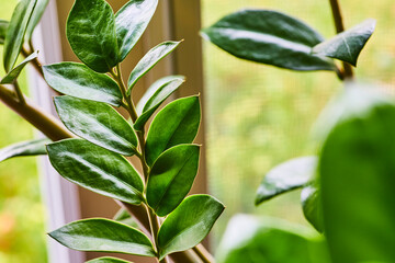 Vibrant Indoor Houseplant Close-Up in Natural Light