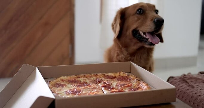 A Golden Retriever dog stands in front of a box of pepperoni pizza and begs for a piece. A weekend of watching a movie and eating fast wood with your best friend. Funny dog.