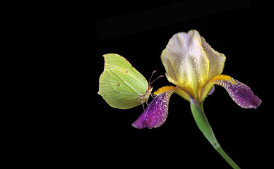bright yellow butterfly on an iris flower in drops of dew. butterfly on iris isolated on black. brimstones butterfly - 787255560