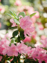 Pink azaleas close-up, sunny in the greenhouse, beautiful light