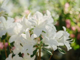 White azaleas close-up, sunny in the greenhouse, beautiful light